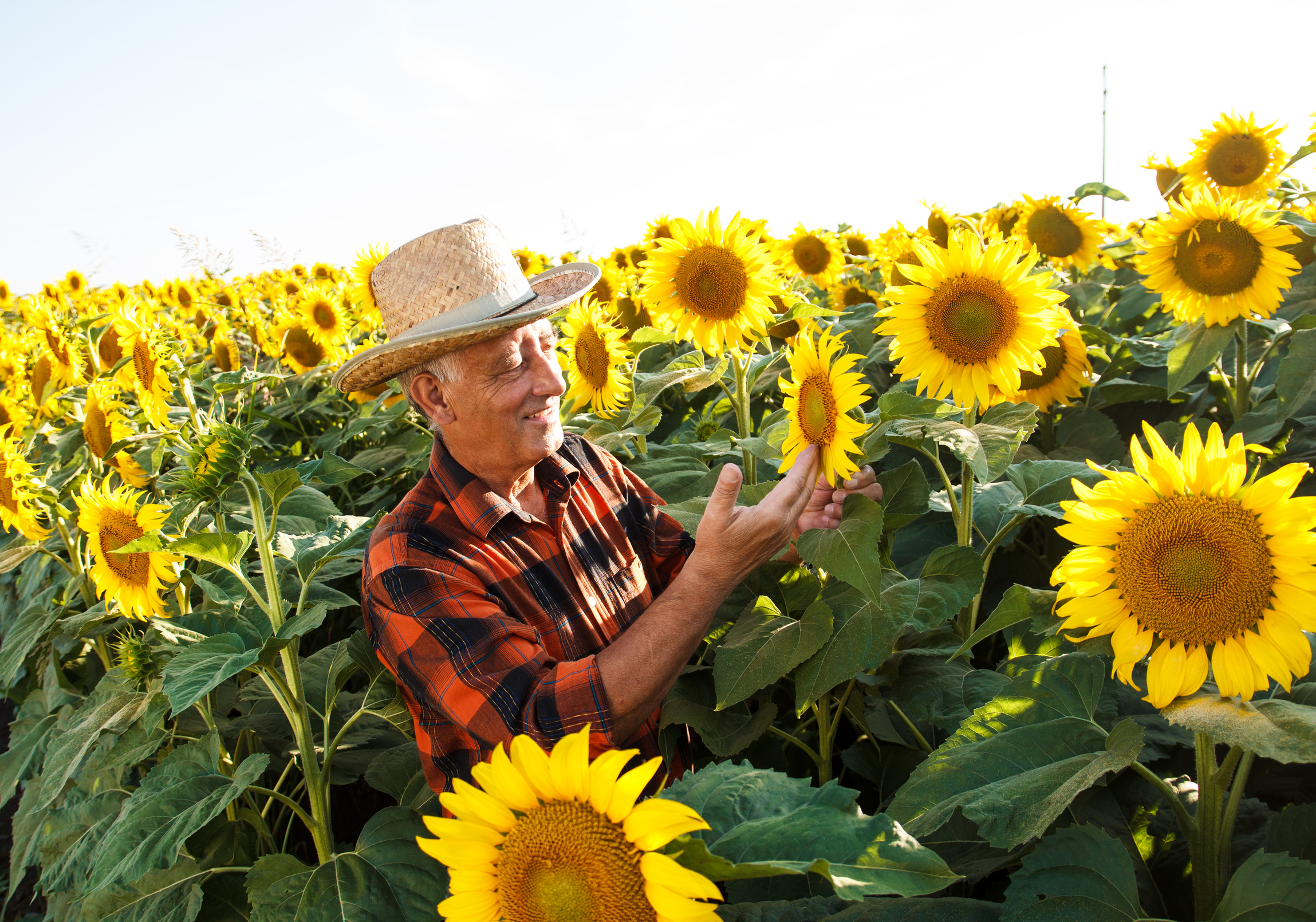 Farmer in a sunflower field