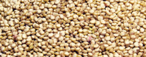 Quinoa