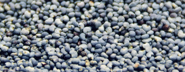 Blue poppy seeds