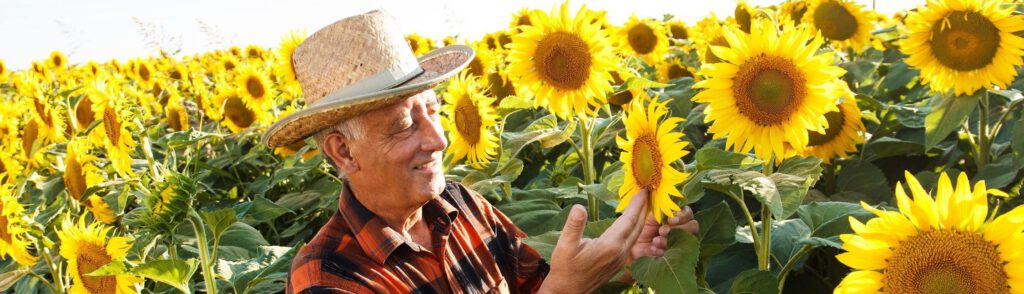 Bericht Sonnenblumenkerne USDA - Farmer im Feld 