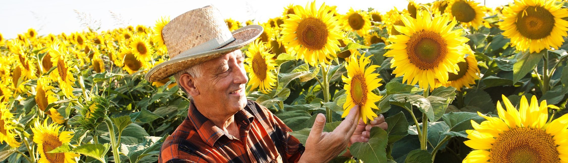 Senior farmer examining crop of sunflowers in field