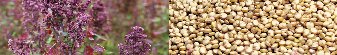 Quinoa Pflanze und Quinoa
